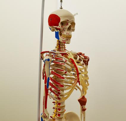 骨架模型